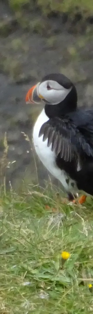 Drollige Papageientaucher